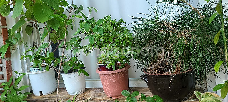 분재,식물,화분 팝니다--0