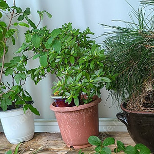 분재,식물,화분 팝니다