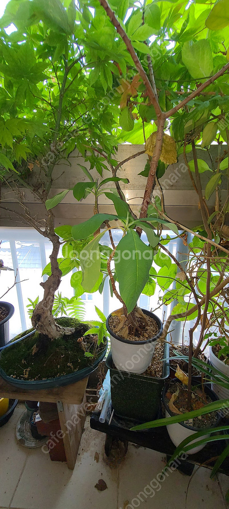 분재,식물,화분 팝니다--9