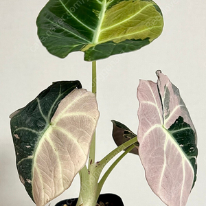 알로카시아 블랙벨벳 화이트 핑크 바리에가타