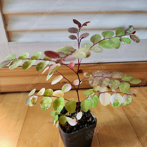 소코라코