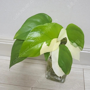 무늬 히메 몬스테라 분양합니다.