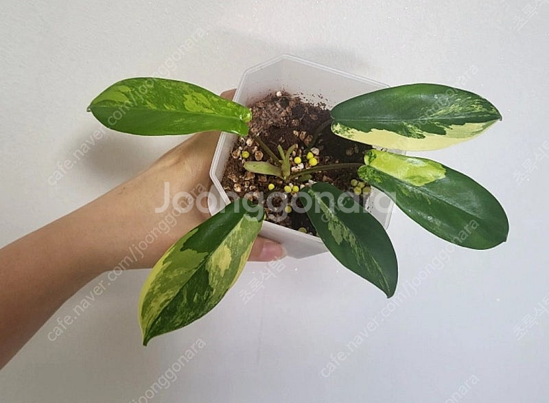 필로덴드론 뷰티 바리에가타/희귀식물--0