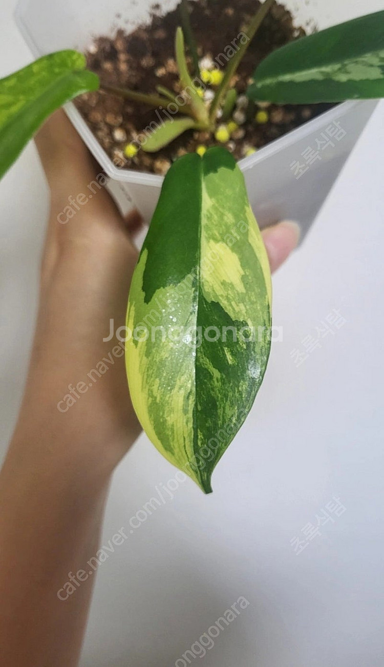 필로덴드론 뷰티 바리에가타/희귀식물--2