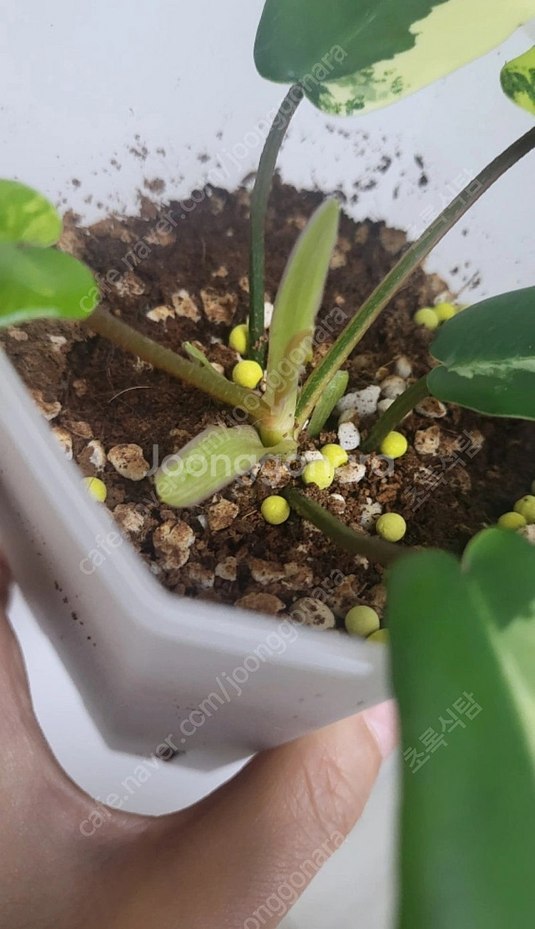 필로덴드론 뷰티 바리에가타/희귀식물--3