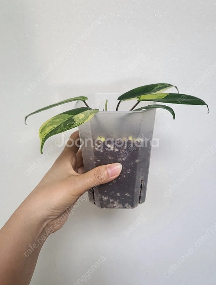 필로덴드론 뷰티 바리에가타/희귀식물--4