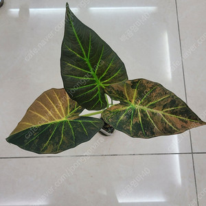 알로카시아 레갈쉴즈 바리에가타 중품