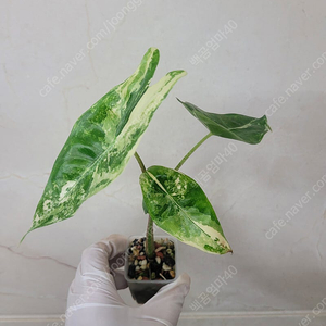 알로카시아 롱기로바 화이트 바리에가타