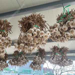 홍산마늘 중 자
