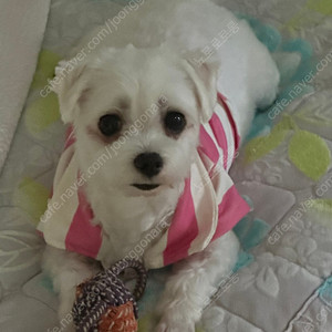 아이폰 사용자 인증