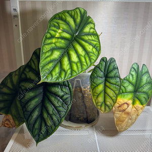 알로카시아 드래곤스케일 바리에가타