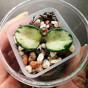호야 마틸드바리에가타
