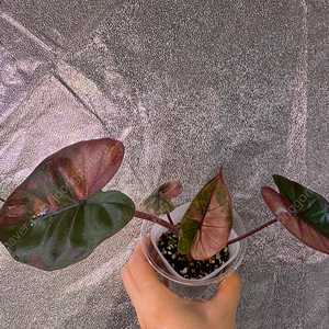 플럼배 바리에가타