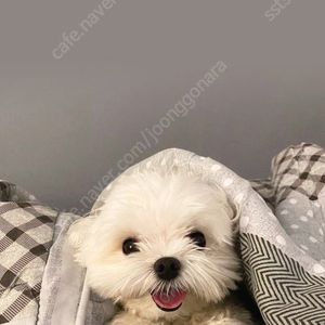젤로맥스