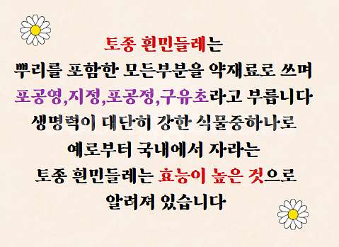 흰민들레즙--2