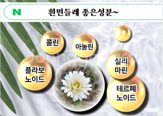 흰민들레즙--3