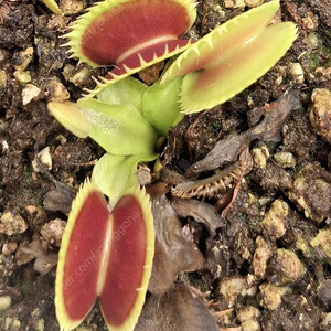 식충식물 파리지옥 분양합니다.
