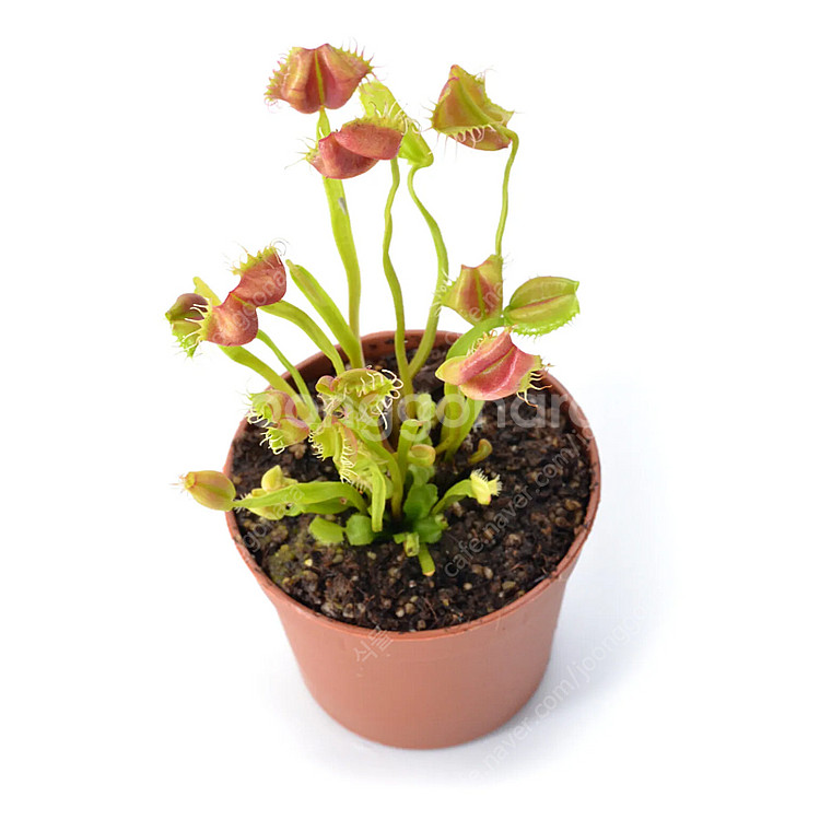 식충식물 파리지옥 분양합니다.--3