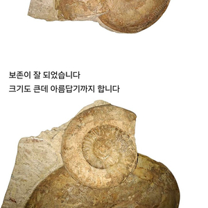 박물관에나 있을 법한 사이즈 아닌가 싶은 암모나이트 화석 판매합니다