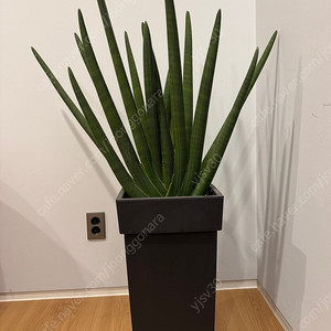 대형화분130센티짜리 사이클린드리카