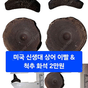 각종 화석 저렴한 가격에 판매합니다