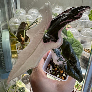 노빌리스 화이트핑크 바리에가타