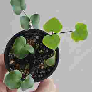 아프리카 고사리 Pellaea calomelanos