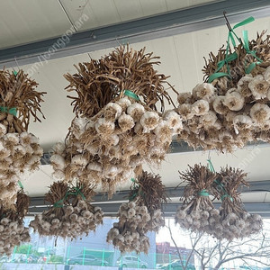 홍산마늘 중 자