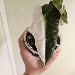 무천이 자구묘 알로카시아 아마조니카 핑크바리에가타 분양합니다