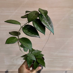호야 버티실라타 블랙마진