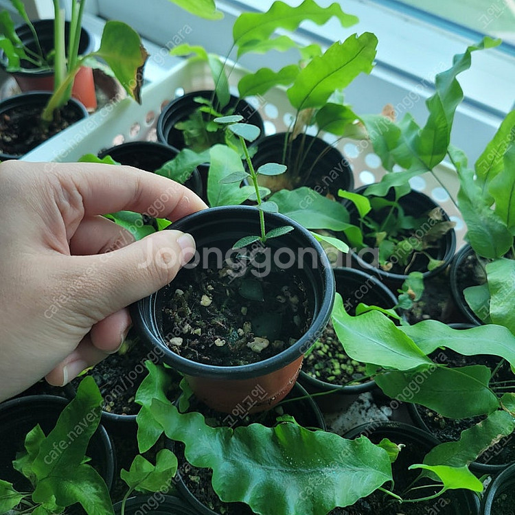 호야 칭흥엔시스--0