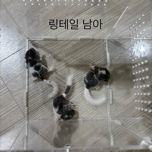 피그미다람쥐 링테일새끼 분양합니다