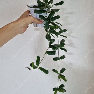 호야 로툰디 플로라