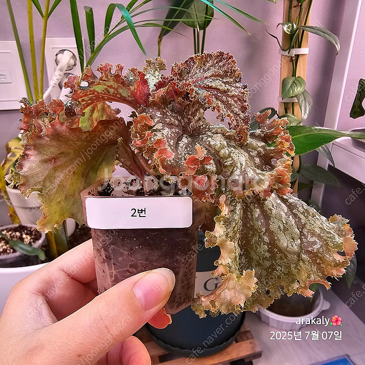 식물/베고니아/플라밍고댄스--2