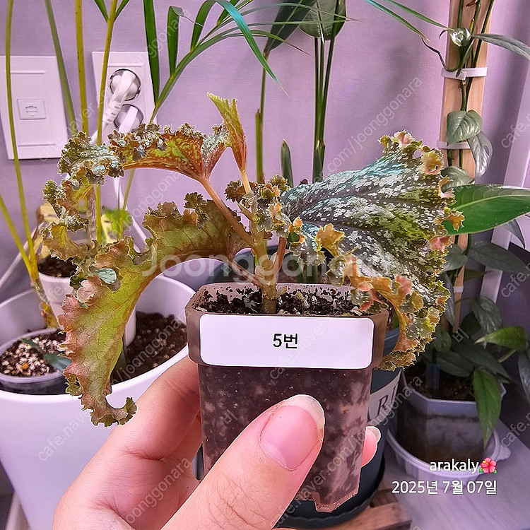 식물/베고니아/플라밍고댄스--7