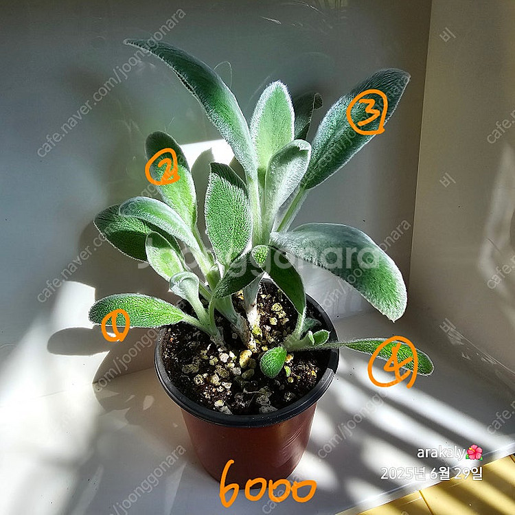 식물/램스이어/허브--2