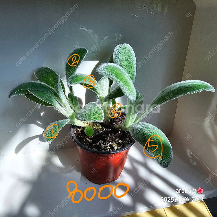 식물/램스이어/허브--3