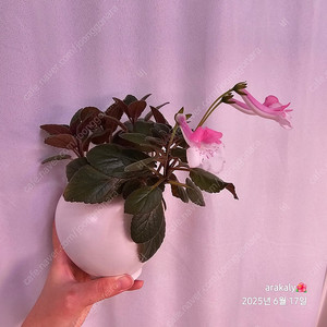 식물/신닌기아-스톤율리아