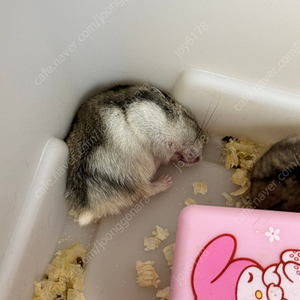 햄스터 무료분양합니다~