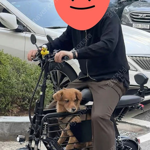 애완견(중형견) 동반 가능한 전기자전거, 전기스쿠터 (350w, 20ah) 판매