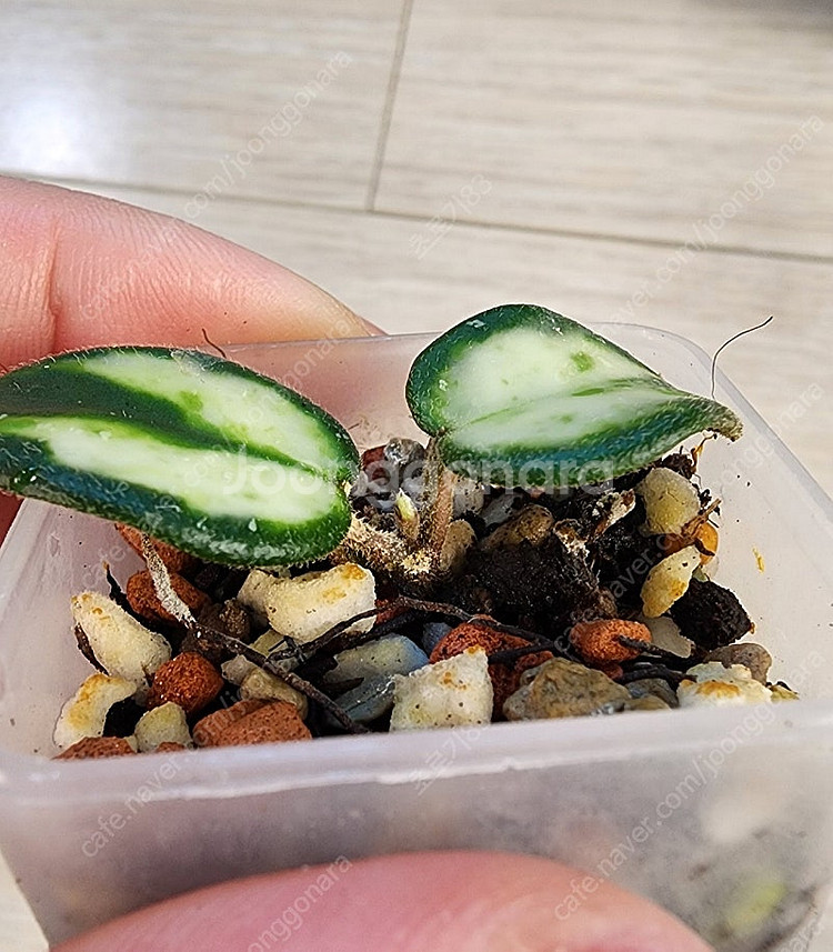 호야 (마틸드 바리 민트코인 톰소니 스플)세트--2