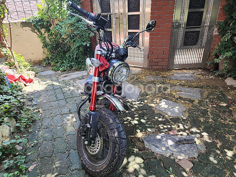 혼다 몽키 125cc(2022)--1