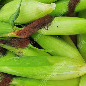 삼척 찰 옥수수 판매 예약합니다~~^^