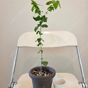 투스카니대공 자스민