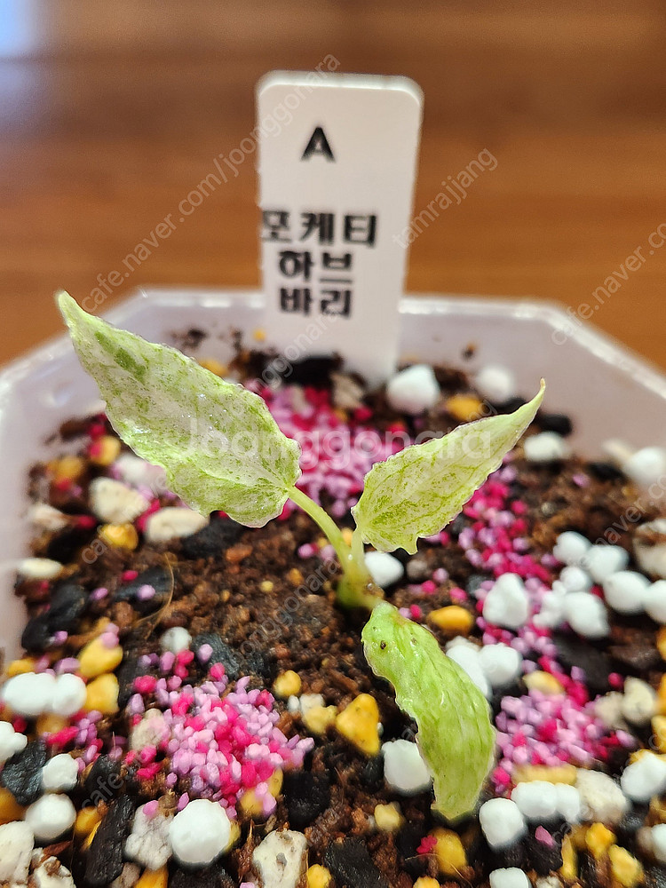 안스리움 포게티 하브 바리에가타--1