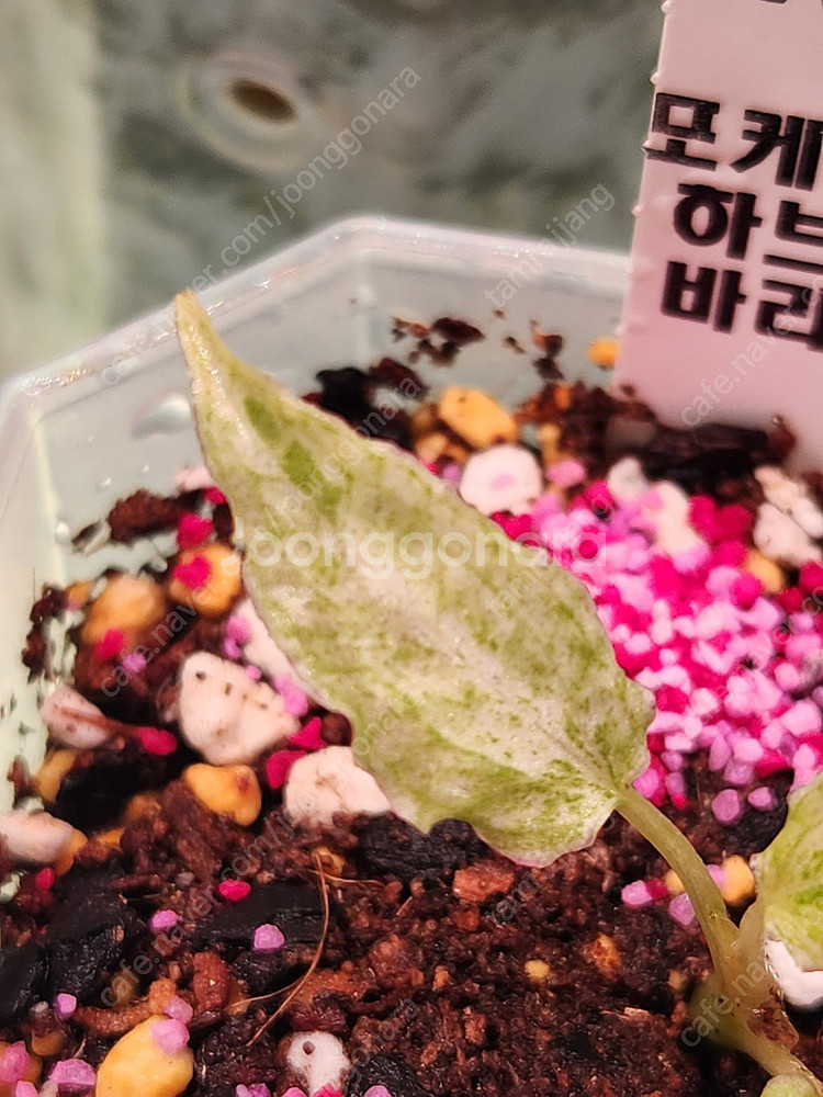 안스리움 포게티 하브 바리에가타--2