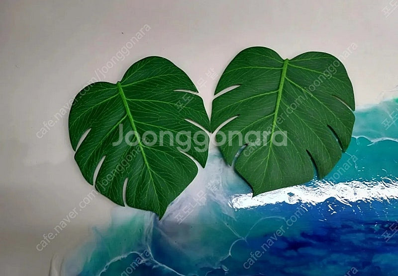 몬스테라 티코스터 일괄--1