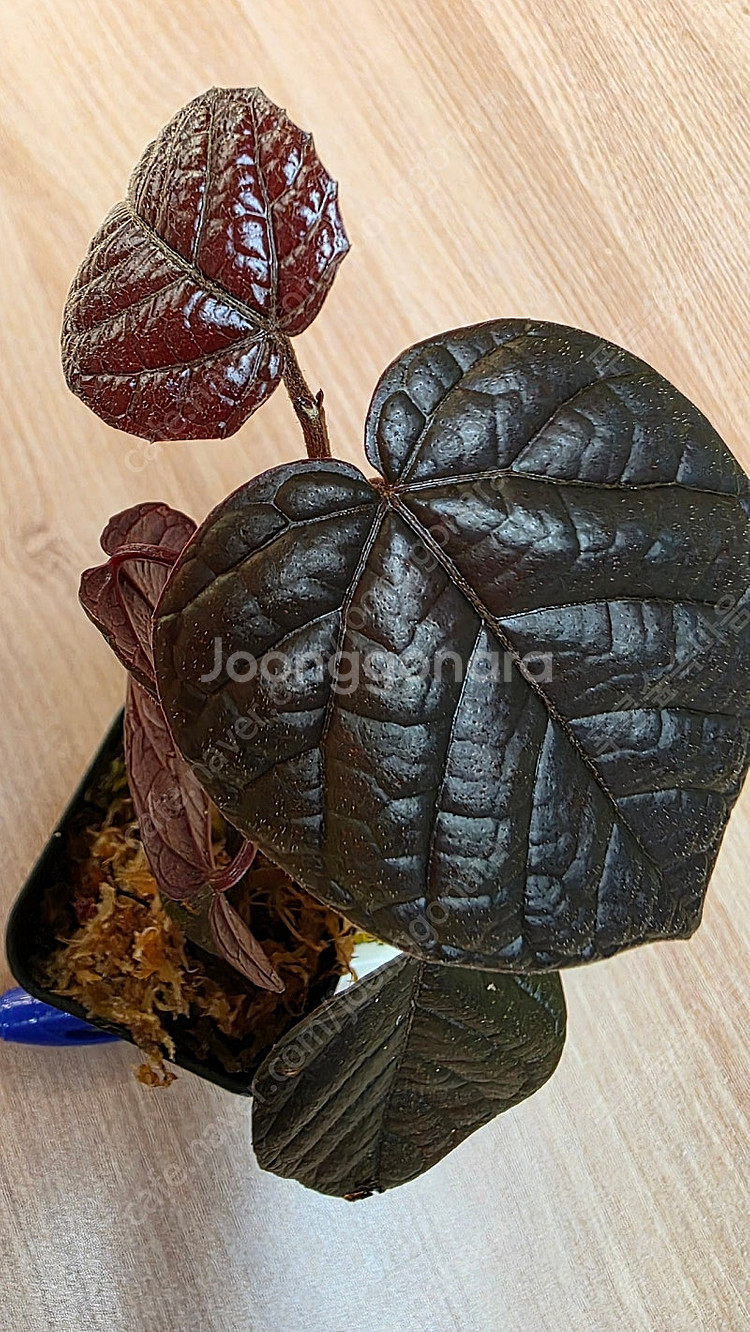 파이퍼 배트맨 Pterisanthes pterisant...--0