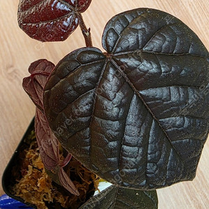 파이퍼 배트맨 Pterisanthes pterisanthes sp Borneo (안스리움x)