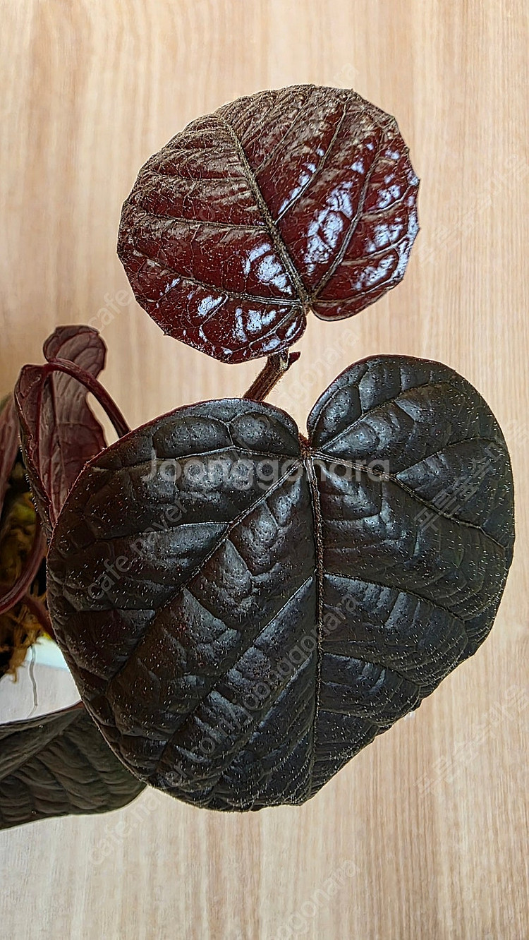 파이퍼 배트맨 Pterisanthes pterisant...--1